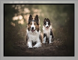 Border collie, Dwa, Psy, Szczeniak