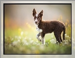 Łąka, Szczeniak, Border collie, Kwiaty