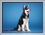 Husky, Suchawki