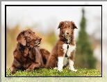 Labrador retriever, Dwa, Psy, Border collie