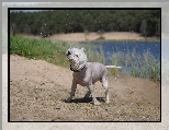 Pies, West Highland White Terrier, Kąpiel