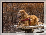 Ławka, Pies, Golden retriever, Szelki