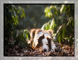 Rośliny, Pies, Leżący, Border collie, Liście