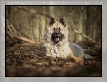 Szpic eurasier, Las, Gazie